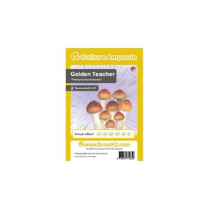 Golden Teacher sporeprint Smartshop Dreamvalley